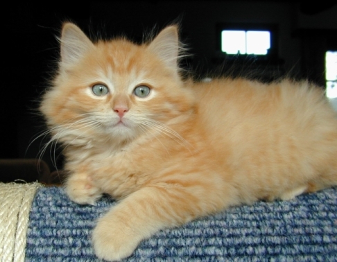 Garfield The Cat. red non point