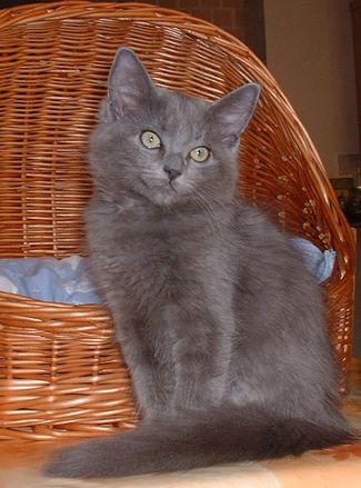 ragdoll kittens blue