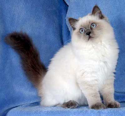 Wanted ragdoll kitten
