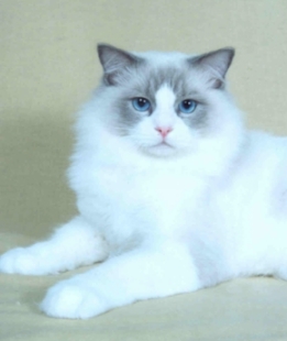 Gr.Eu.Ch. + TICA DGC Ritzyrags Octavius Orelius of Calaquendi